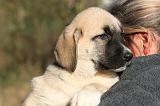 ADULTE ET CHIEN 492